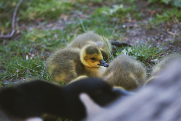 Help track city’s swans as cygnets hatch